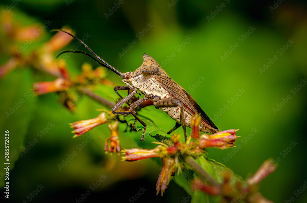 Hard shell insect on foliage background Hard shell insect on foliage background