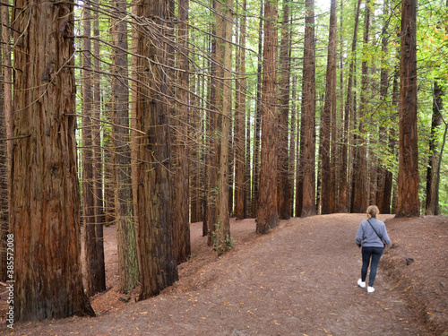 Forest of tall trees in Cantabria and and lonely woman walking along a path, Spain photo