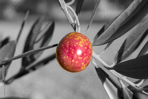 Aceitunas hojiblancas photo