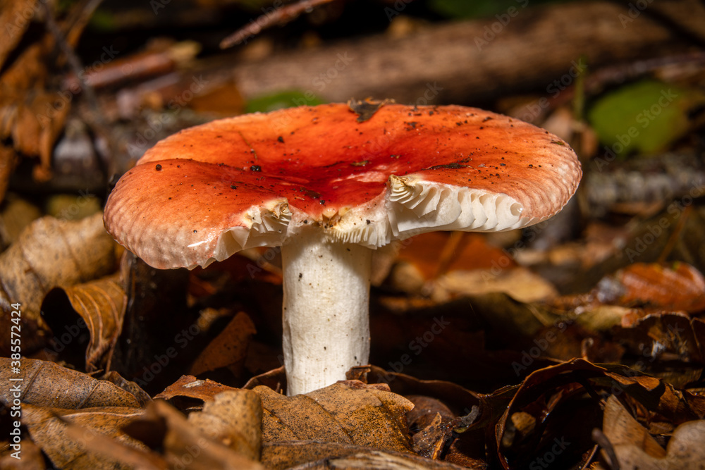 A closeup picture of an orange fungus in a forest. Dark brown and orange leaves in the background. Picture from Bokskogen, Malmo, southern Sweden