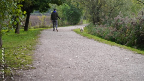 Wallpaper Mural Walking the dog on a leash in the park Torontodigital.ca