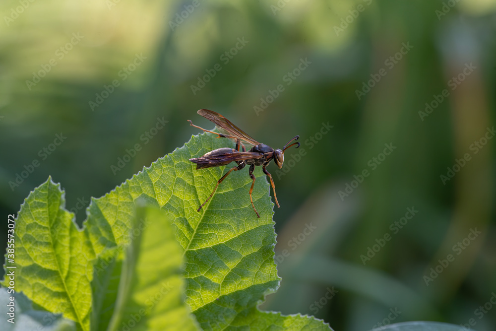 close up of a paper wasp on a pumpkin plant leaf 2