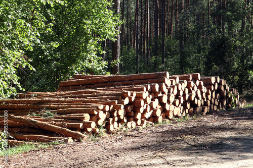 Logs of sawn pine lie on the edge of the forest, side view - the concept of preparing wood for technical processing