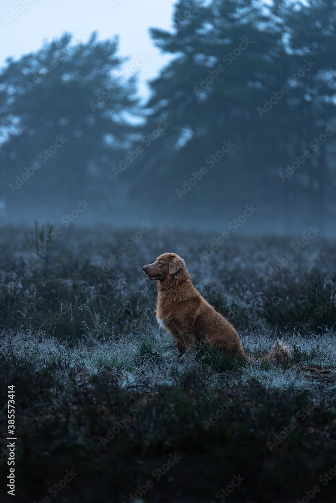 dog in the heather