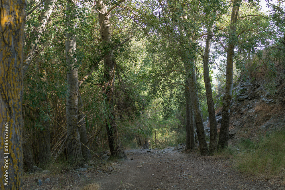 Fototapeta premium trees with green leaves in the countryside of southern Spain,