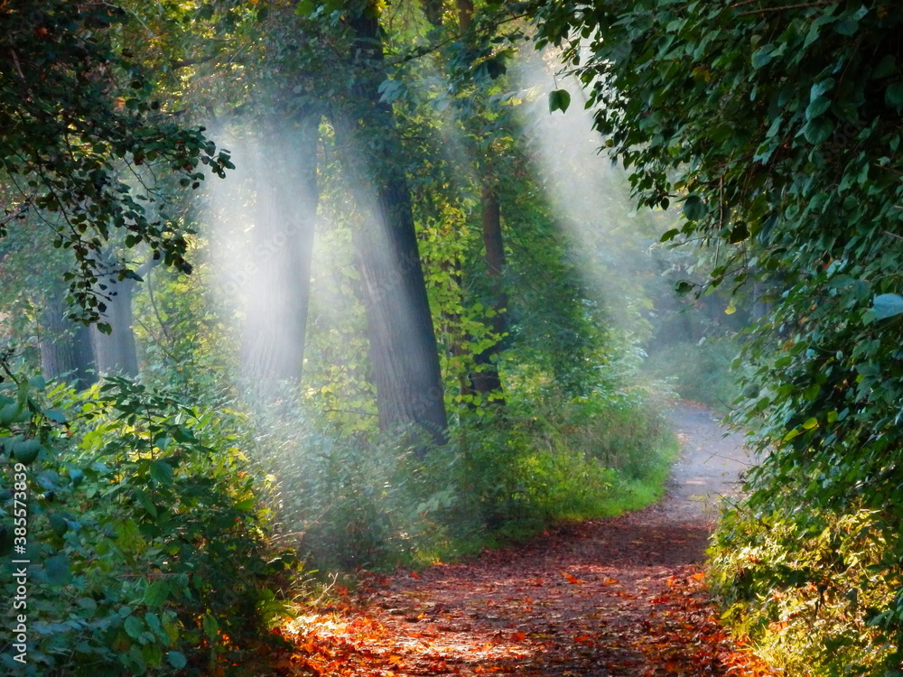 sun rays in the forest