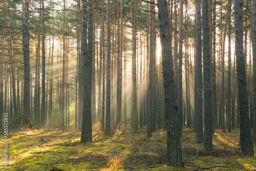 Fototapeta Sosnowy las osnuty poranną mgłą.