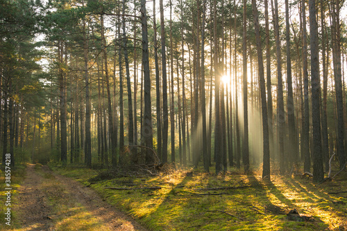 Mglisty poranek w wysokim sosnowym lesie. © boguslavus