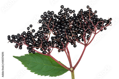 Elder berries isolated on white