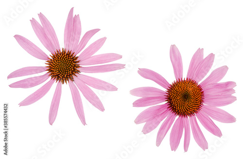 Echinacea flowers isolated on white, top view