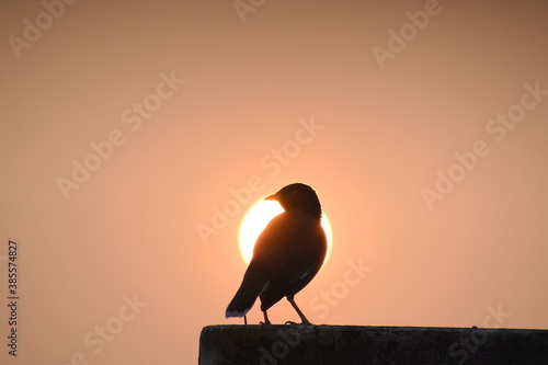 silhouette of a bird