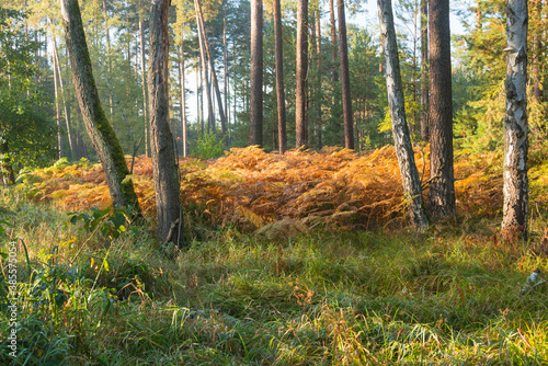 Fototapeta Naklejka Na Ścianę i Meble -  Jesienne, leśne paprocie.