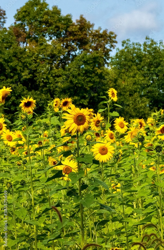 Obraz premium field of sunflowers