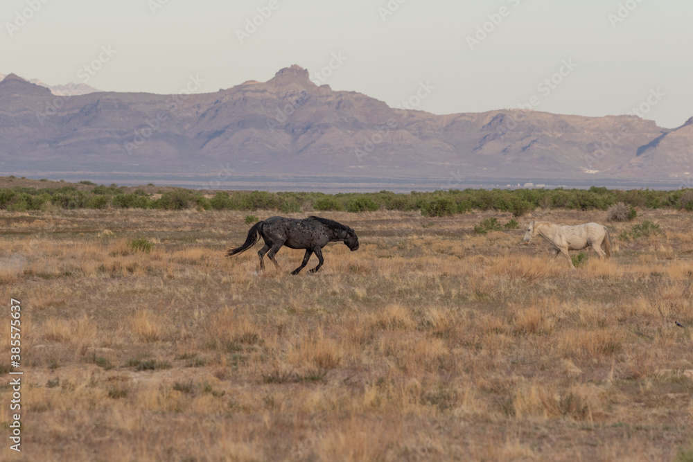 Fototapeta premium Wild Horses in the Utah Desert