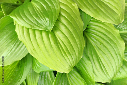 hosta flower green leaves close-up. natural green background from leaves. hosta leaves top view.