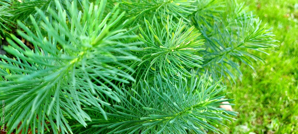 Herringbone fluffy grass. A green plant. High quality photo Herringbone fluffy grass. A green plant. High quality photo