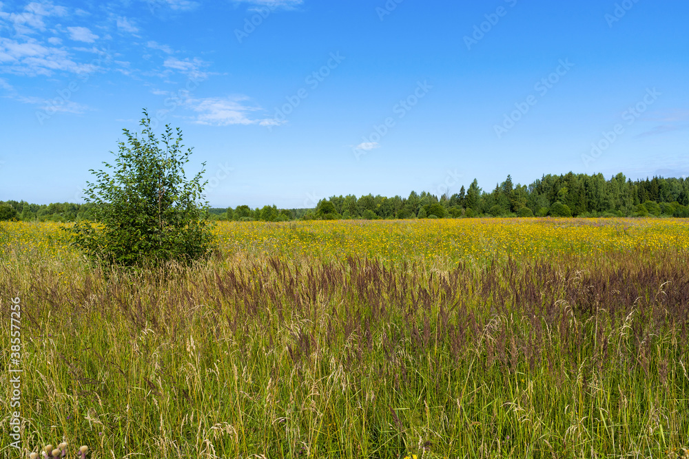 A green meadow blooming with yellow flowers, a young tree in the foreground and a beautiful blue sky with white clouds. On a Sunny summer morning. Landscape. A green meadow blooming with yellow flowers, a young tree in the foreground and a beautiful blue sky with white clouds. On a Sunny summer morning. Landscape.