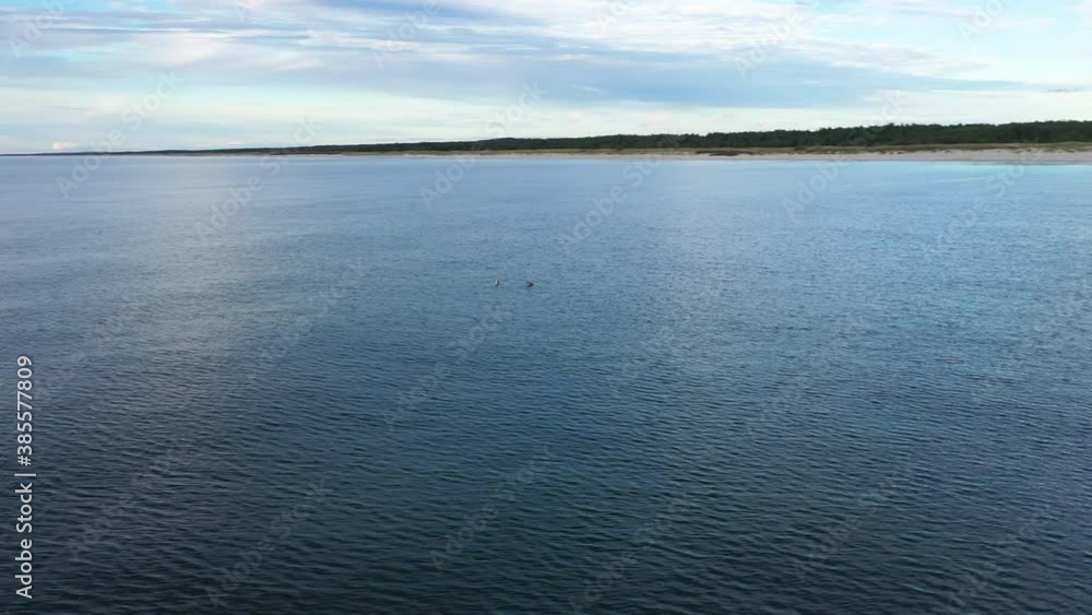 AERIAL: Rotating Shot of Two Seagulls Resting on a Surface of Blue Baltic Sea Water AERIAL: Rotating Shot of Two Seagulls Resting on a Surface of Blue Baltic Sea Water