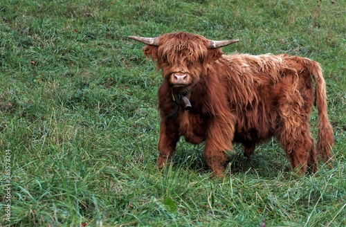 A young Highland breed cow with long shaggy hair on a deep green meadow in Weinfelden, Switzerland with a lot of copy space. A resistant breed suitable in cold climate conditions.  photo