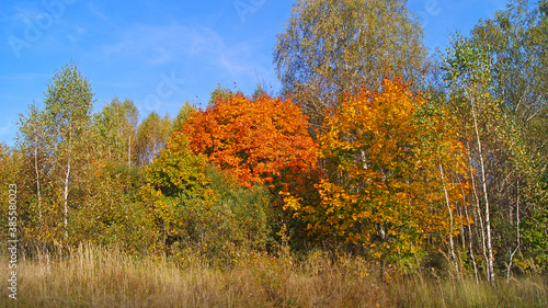Russian autumn landscape with trees and sky