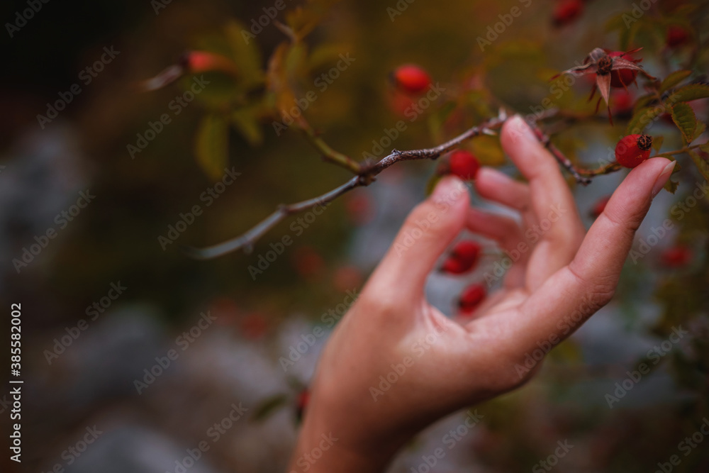 Freshly picked rose hips in the hands of a woman.