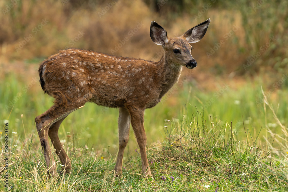 White-tailed Deer Cute Baby Fawn. White-tailed Deer Cute Baby Fawn.