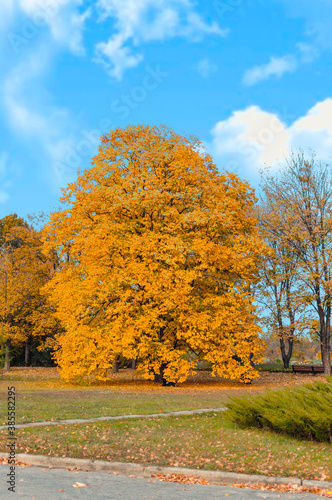 Autumn sunny landscape. The road to the autumn park with trees and fallen autumn leaves on the ground in the park on a sunny October day. Template for design. Copy space.