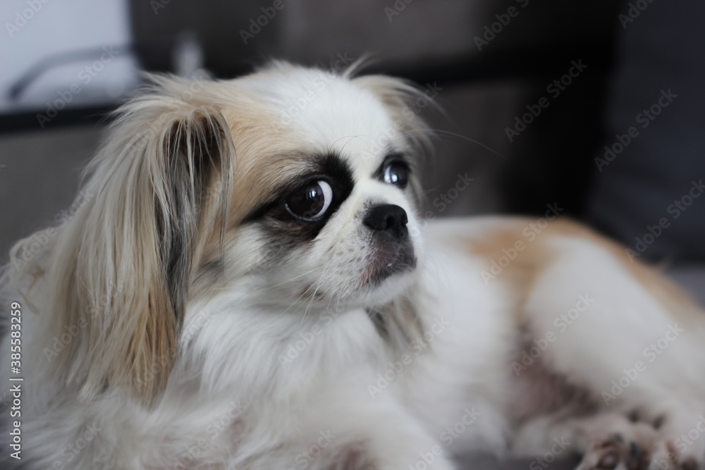 Pekingese. portrait of a dog. white dog. dog with big eyes.