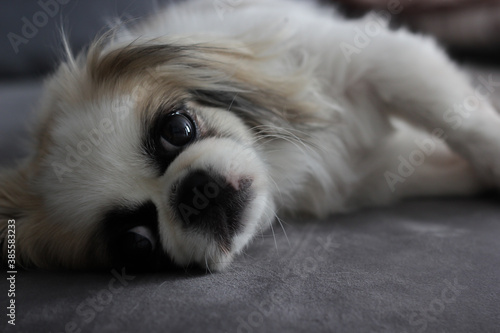 Pekingese. portrait of a dog. white dog. dog with big eyes.