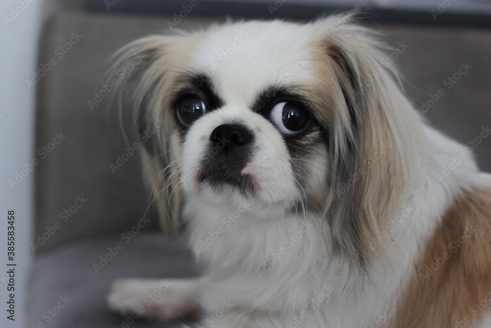 Pekingese. portrait of a dog. white dog. dog with big eyes. Pekingese. portrait of a dog. white dog. dog with big eyes.