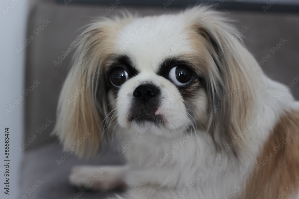 Pekingese. portrait of a dog. white dog. dog with big eyes.