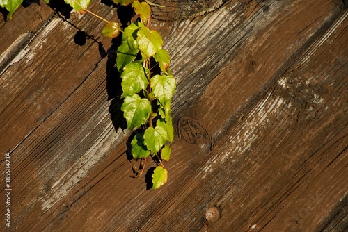 Green ivy leaves on a brown wood gate background