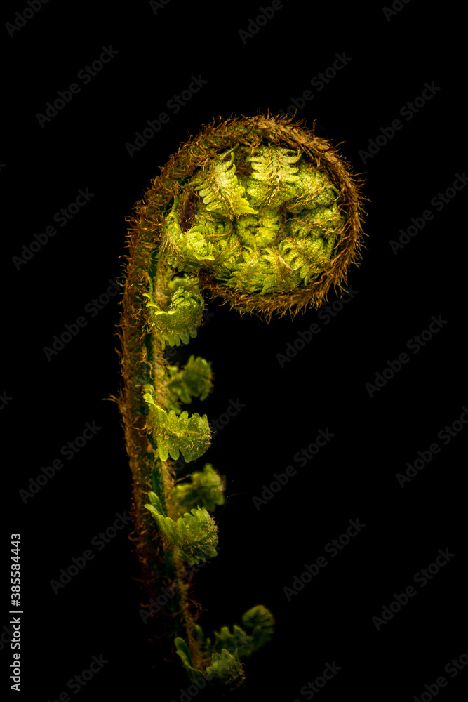 Obraz premium Fern