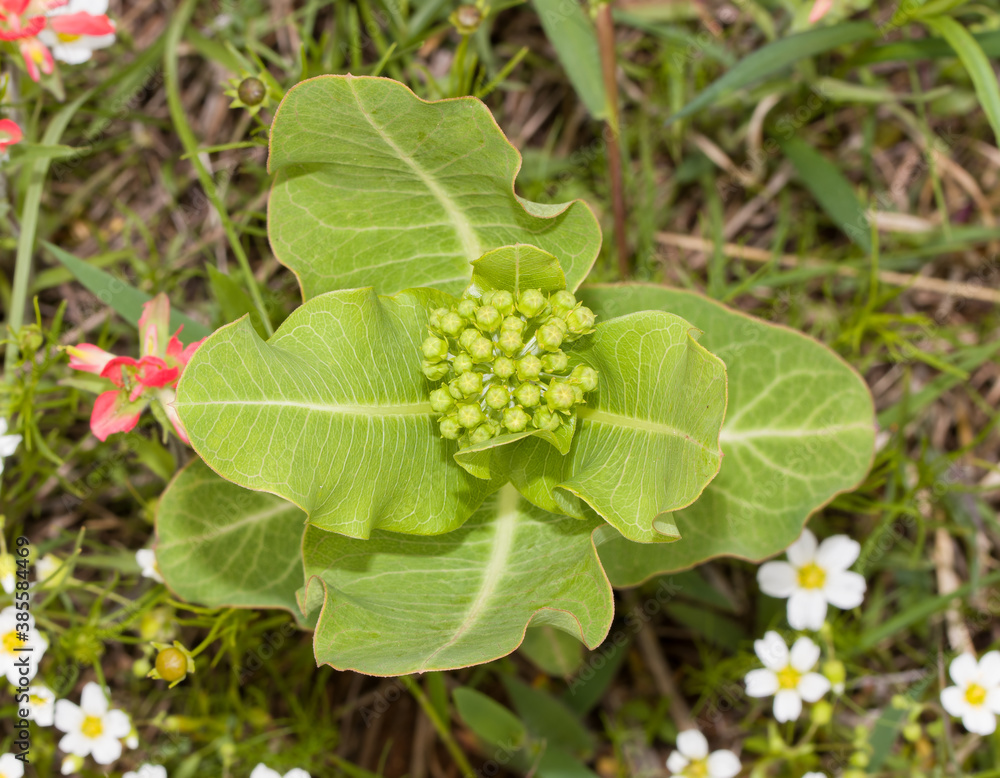 Top view of Broadleaf milkweed, Asclepias latifolia, a native wildflower and a host for Monarch butterfly caterpillars Top view of Broadleaf milkweed, Asclepias latifolia, a native wildflower and a host for Monarch butterfly caterpillars