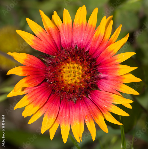 Macro of a brilliant pink  orange and yellow Indian Blanketflower blooming in a summer meadow