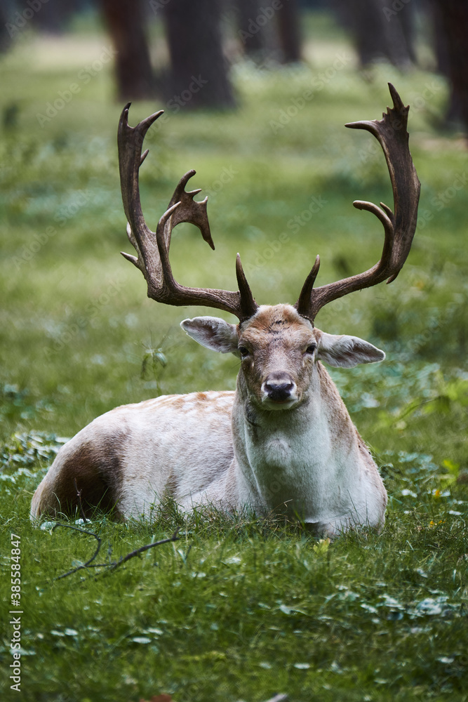Hirsch Hirsch