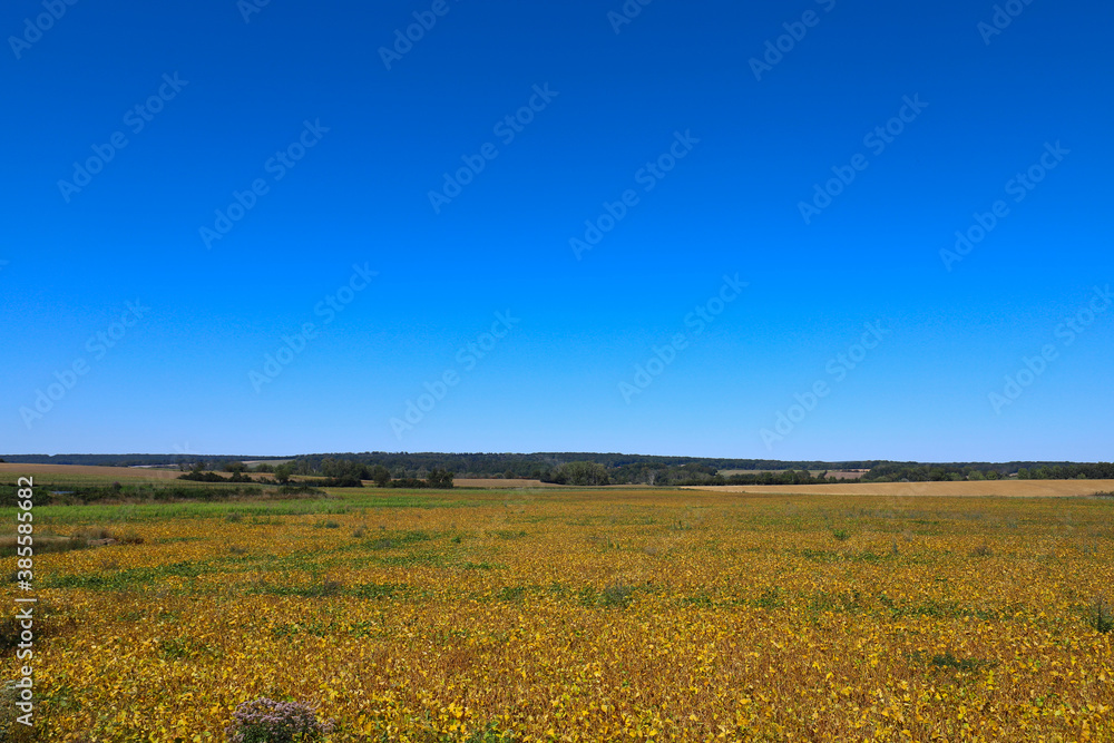 Beautiful panoramic view over extensive French bean fields with hills in the background. Photo was taken on a sunny day with a blue sky.