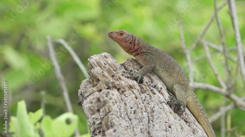 Lava Lizard with Red Head Perched on Driftwood on Green Shore of the Galapagos Islands photo