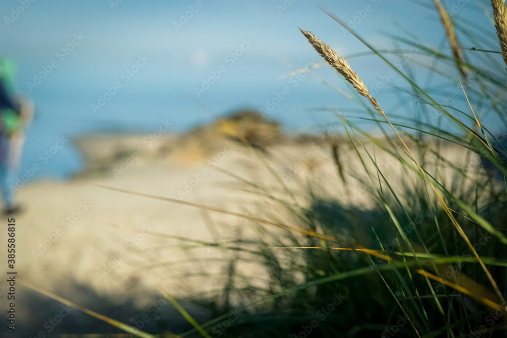 Fototapeta premium grass on the beach