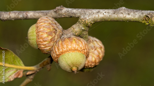 Closeup of Blackjack Oak acorns photo