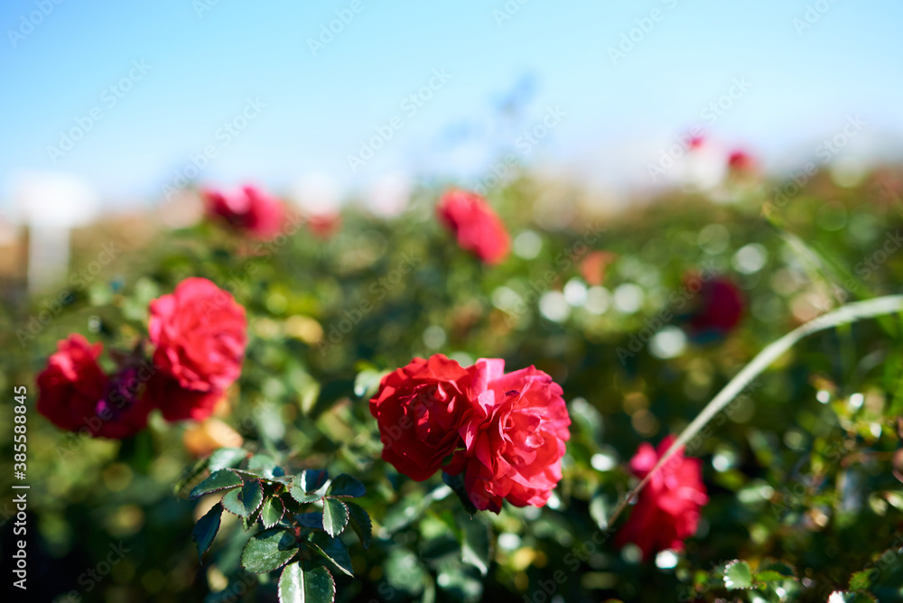 Red Ground Cover Rose Gartnerfreude blossom