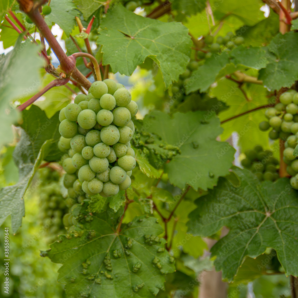 grapes on vine grapes on vine