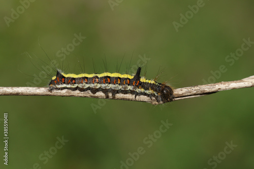 A Grey Dagger Moth Caterpillar, Acronicta psi, walking along a branch in a wooded area. © Sandra Standbridge