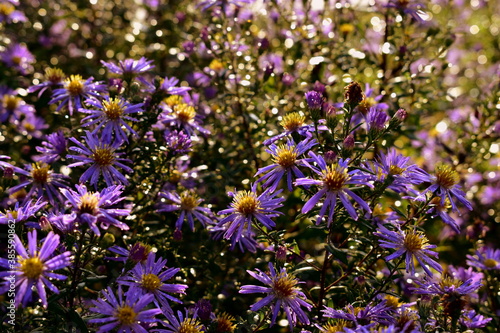 Wallpaper Mural purple flowers after the morning rain in the sun Torontodigital.ca