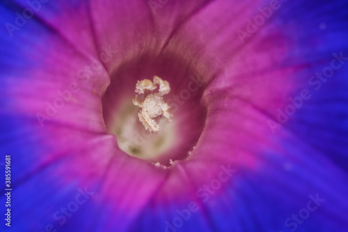 Closeup of a Morning Glory flower