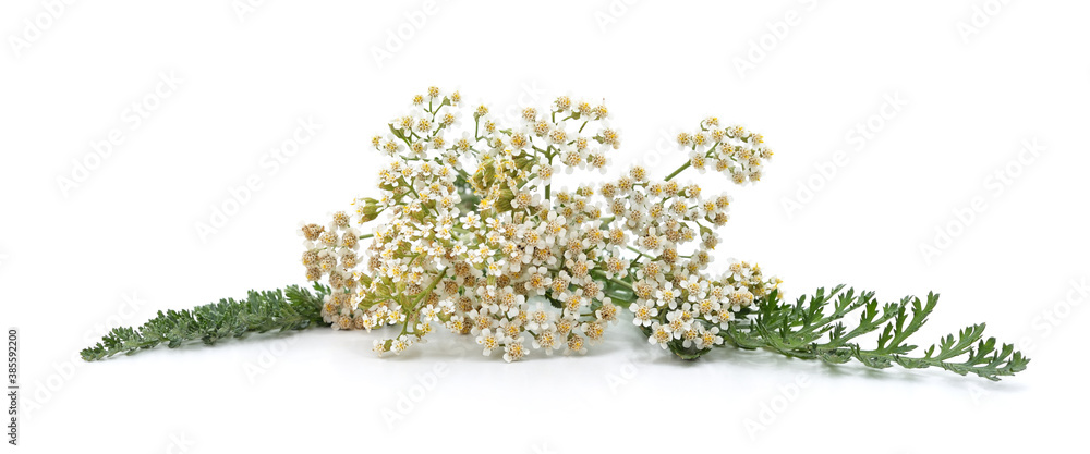 Fresh and dried yarrow flowers. Fresh and dried yarrow flowers.