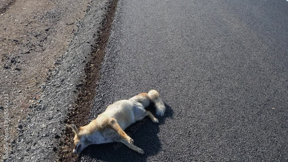 The fox who died as a result of a car crash, the fox who died on the