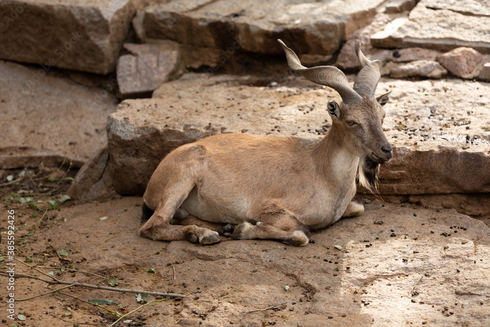 The markhor lies and leans on stones The markhor lies and leans on stones