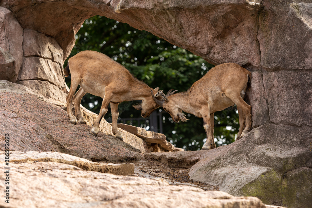 Young males of markhor fighting on a rock Young males of markhor fighting on a rock