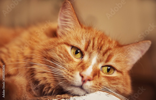 Close up of ginger red cat in autumn winter depression, sad face and eyes